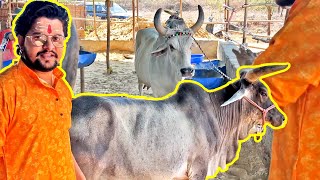 नयी गौमाता का नामकरण संस्कार😍😍😍#baawalechorevlogs #cowvlog  #newcow #desicow #baawalechorecows