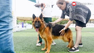 Yazo Kennel gets beautiful Long Coat German Shepherd in the ring at August Classic Dog Show 2024