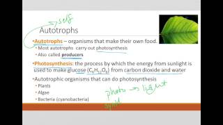 Autotrophs vs Heterotrophs