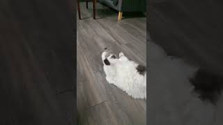 Coconut the cat ≧ටܫට≦ tries to catch the mouse