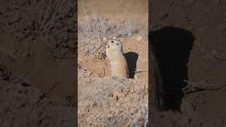 Look at this cute ground #squirrel coming out of its #nest🐿| #nature #wildlife #shortsvideo #shorts