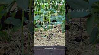 How I Set Up My Large Yardlong Beans Grow Bag  #backyardgardening