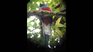 resplendent Quetzal, Monteverde, Costa Rica