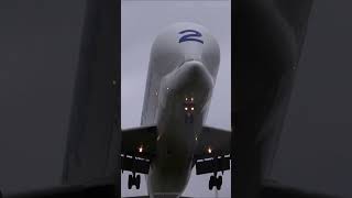 AIRBUS BELUGA LANDING with 200+ BIRDS on approach! 🐦 #Shorts