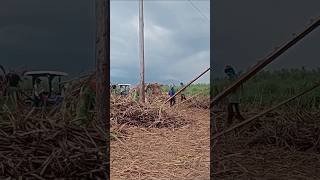 Sugar cane workers Hard work in the province #motorbike #lorry #motorcycle #farming