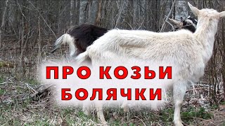 Облысение, пироплазмоз и анемия у коз