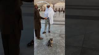 Cat Billi at Prophet's Mosque Masjid i Nabvi #muhammadﷺ #madinah #catvideos #catlovers #catshort