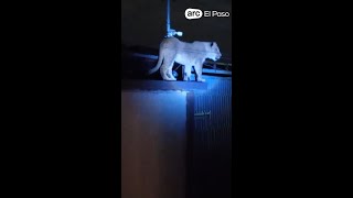 WATCH: Lioness spotted roaming Ciudad Juarez neighborhood