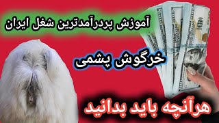 آموزش پرورش خرگوش آنگورا , خرگوش آنقوره , خرگوش پشمی , سود پرورش خرگوش