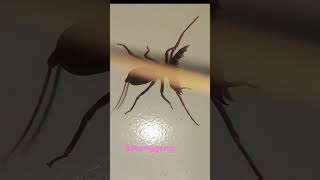 KETUNGGING arachnida