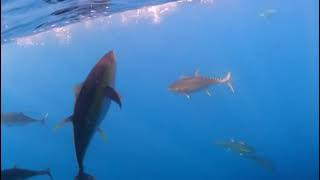 Swarming Yellowfin Tuna and Dorado at The Zancudo Lodge, Costa Rica