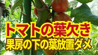 ミニトマト下葉欠き（摘葉）。ミニトマト中玉トマトは房が色づいたら下の葉は取って病気予防と栄養ロスをなくします。6/22