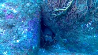 8-25-18 South Coast Divers at Deadman's Reef