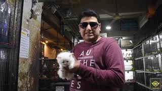 Tollinton Market | Bird &Pets in Lhr | Kamran Pets | Budgerigar | Dogs | Parrot Bakra Mandi Pakistan