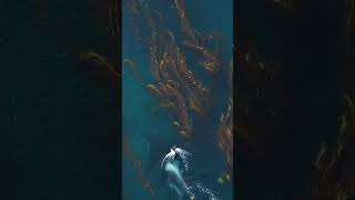 Orca cruising through a kelp forest