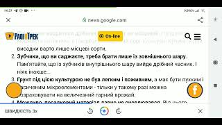 Як вирощувати гігантськи часник на заздрість всім...