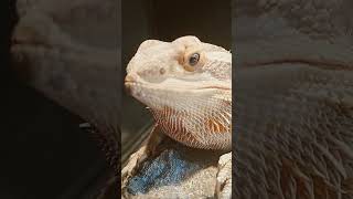 Adorable Bearded Dragon! thx for 3k!!!