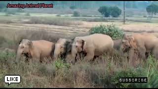 A Herd of Elephant crossing a Village ।