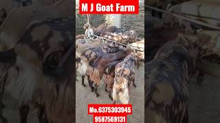 कुर्बानी live stock || 40se70 kg Available for sell #livestockfarming #qurbanicollection 6375303945