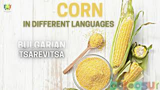 Corn In Different Languages - What you call Corn in different languages ? भुट्टा