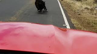 South Maui Traffic Jam #2