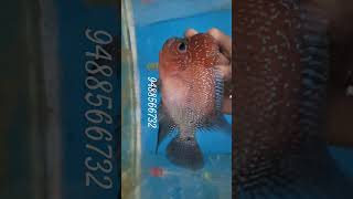 flowerhorn breeding pair available for sale