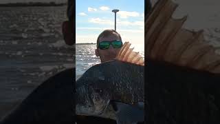 20 LB Black Drum caught from my Hobie kayak #shorts