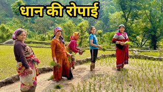 पहाड़ों में धान की रोपाई ||Dhaan ki Ropai ||Chamoli Uttarakhand