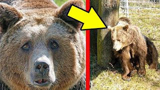 Mother Bear Came To Town to Ask For Help a Man Decide to Help Save Her Cub And This is How Unfolded