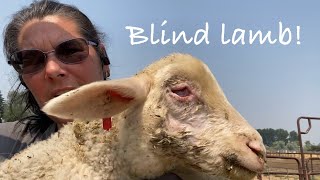 My lamb lost her eye! Vlog 613