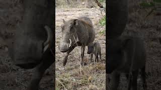 Quick Warthog Facts - The QUADRUPLE Tusker - Animal a Day #shorts #animals