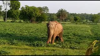 Elephant attack on vegetables field