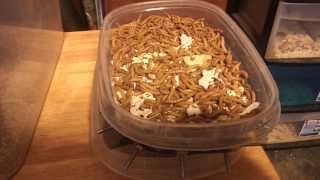 New idea (Prototype)  for mealworm farming. (How to Part 7)