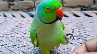 Cute funny parrot talking❤😍