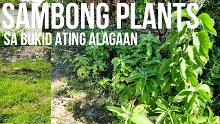 Sambong Plants sa Bukid ating Alagaan (Blumea balsamifera)