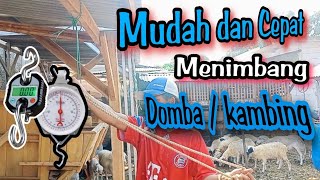 cara menimbang domba / kambing | menimbang domba / kambing | timbangan gantung analog / digital