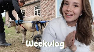 Ochtendroutine van de dierenopvang & familiefeestjes! | WEEKVLOG