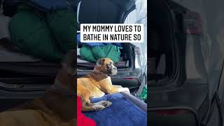 Boxer Dog camping adventure #shorts #shortsvideo #boxerdog #funnydogs #funnyboxer #short #viral