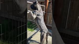 Canecorso  Big dogs.. Big bone dogs