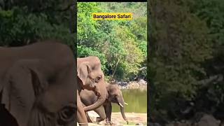 Elephants Group walking in the wild | हाथी | #shorts #viral #elephant