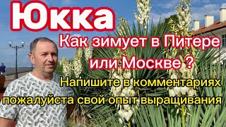 Юкка. Как зимует в Питере или Москве? Поделитесь пожалуйста в комментариях своим опытом выращивания