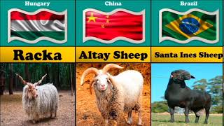 sheep breeds from different countries / comparison video / the world rarest sheep breeds / top 10