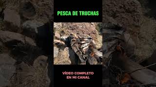 Impresionante pesca de truchas en el río seco