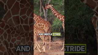 Tall and Graceful, The Elegance of Giraffes! #shorts