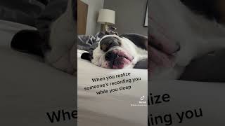 Snoring Bulldog #FunnyPet #SleepingDog #EnglishBulldog