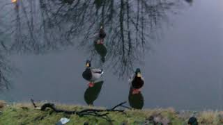 Ducks Slip on an icy river