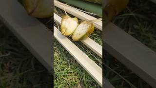 smallest one coconut cutting #trending #ytshorts #nature #villagelife