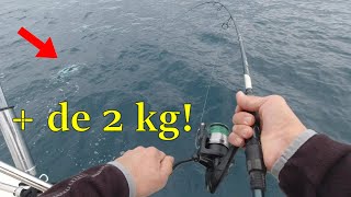 Jornada de pescas genial. Salen peces grandes y algunos cefalopodos.