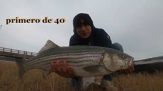 ya llegaron los peces alos rios y es emocinante atraparlos y liberarlos pesca de striped