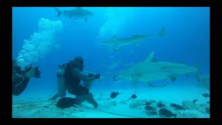 Bullshark dive and feeding Riviera Maya Mexico Playa del Carmen   HD 1080p